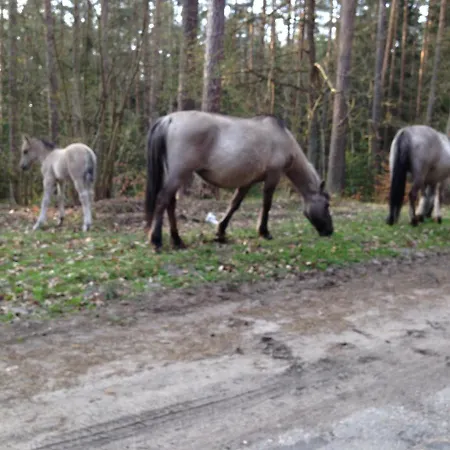 Mazurska Perla Malgorzata Kwatera prywatna